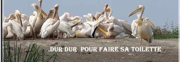 LE NICHOIR DES ¨PELICANS NO 2