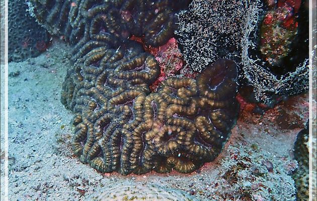 Corail cerveau lobé, Méandrine, Lobed brain coral (Lobophyllia hemprichii) - Spot Antsoha (Rocher 4ème Frère) - Tsarabanjina - Mitsio - Madagascar