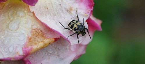 Insecte 1