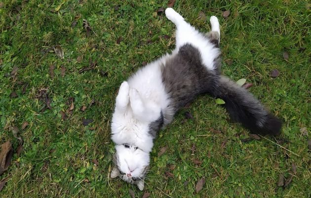 un beau chat chez nous