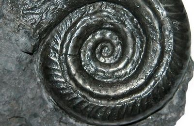CABRIERES (Dept12) Fossiles