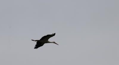 MARAIS DE BROUAGE - MAI 2020