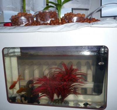Aquaponie (essai miniature)