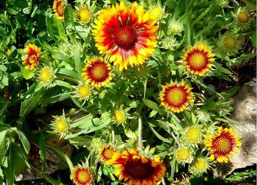 La Gaillarde (Gaillardia)