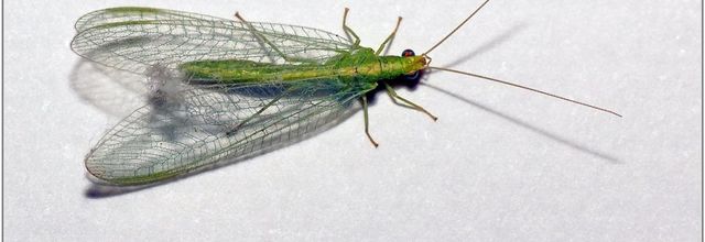 Chrysope Verte (1) - Demoiselle aux yeux d'or / Chrysoperia carnea