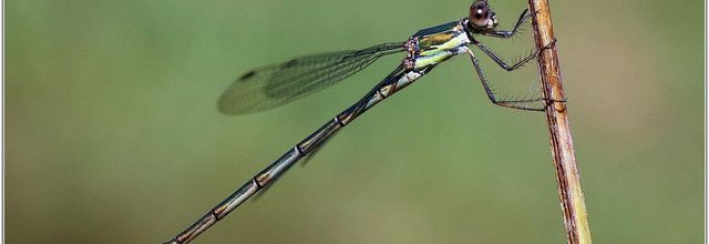 Leste Vert (1) - Chalcolestes viridis