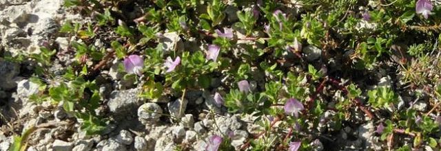 Ononis spinosa - Ononis repens  -  bugrane rampante