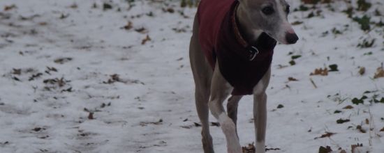 Blue, la princesse des neiges