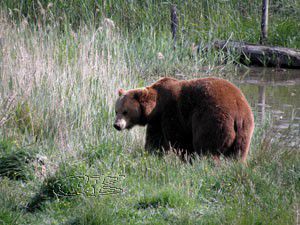 Parc de Ste-Croix - les ours bruns