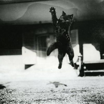 Des chats qui volent