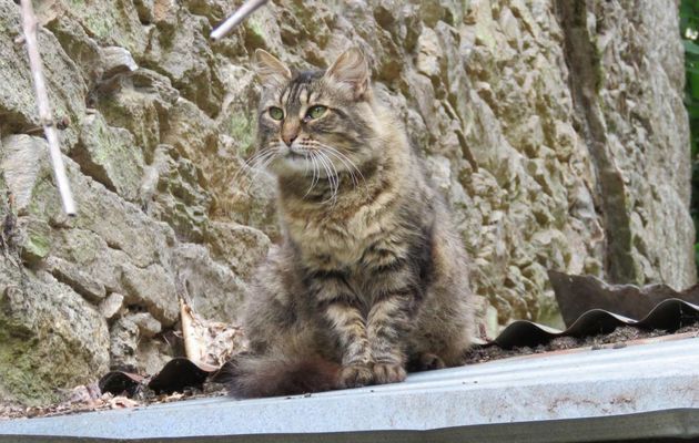 un minou à moustaches