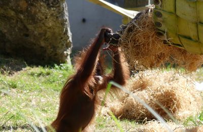 Le bébé orang-outan qui voulait réveiller sa maman...