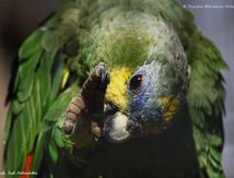 Amazone à ailes oranges