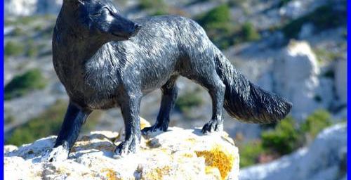Le renard des calanques...des news