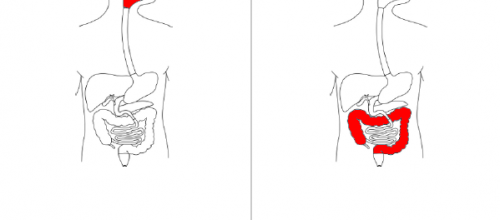Livret à compléter/colorier : système digestif