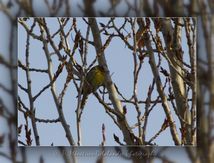 Bruant mélanocéphale - Emberiza melanocephala - Passériformes