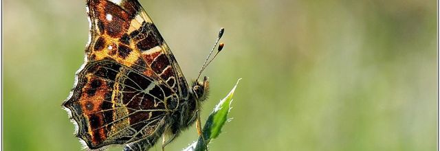 Carte Géographique (4) - Araschnia levana