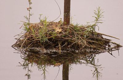 défi reflets d'Annie