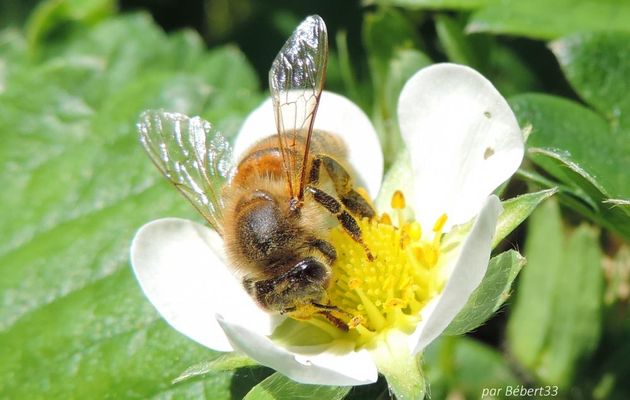 une abeille sur sur fleur