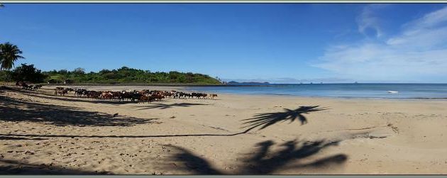 Le départ des zébus pour passer la journée dans les pâturages - Grande Mitsio - Madagascar 