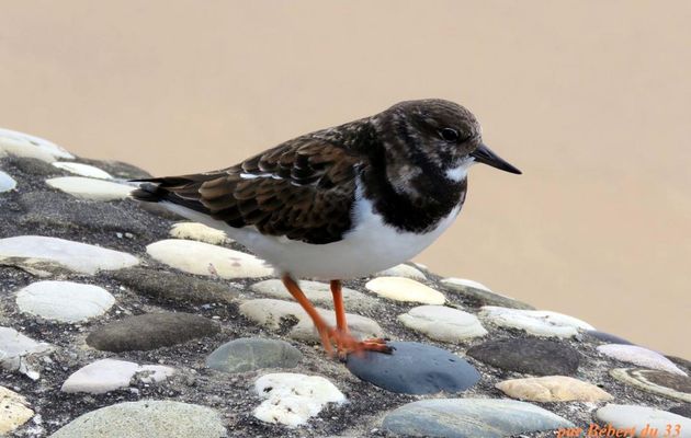 un bel oiseau de mer