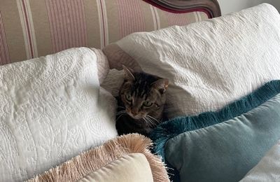 Les chats ne sont pas ce que vous pensez...