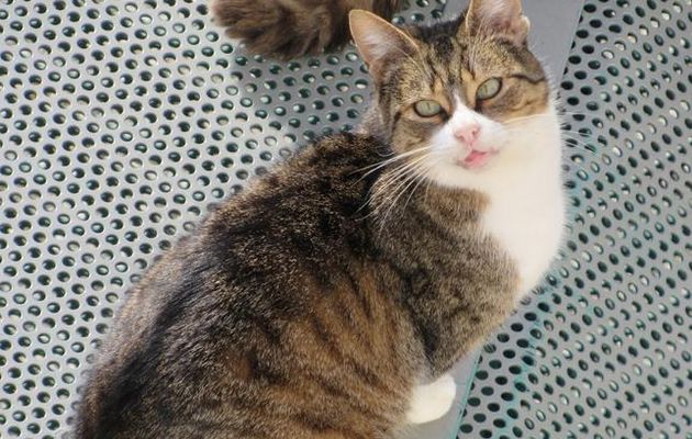 Agir et penser comme un chat (fin)