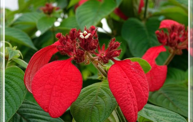 Sang des Ashantis, Mussaenda rouge (Mussaenda erythrophylla) - Nosy Be - Madagascar