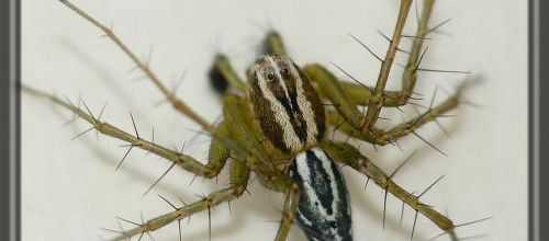 Les araignées-lynx ou Oxyopidae