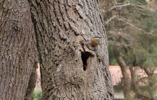 La Sittelle torchepot