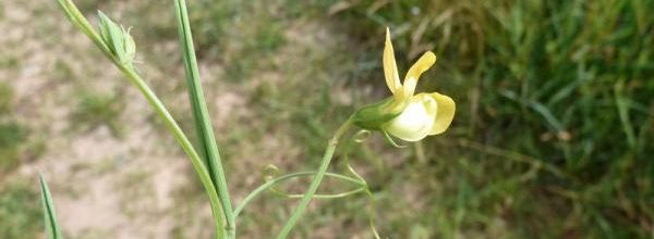 Lathyrus annuus - gesse annuelle