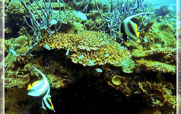 Poisson cocher commun, Pennant coralfish, Shooling bannerfish (Heniochus acuminatus) - Spot Sugar Man - Tsarabanjina - Mitsio - Madagascar