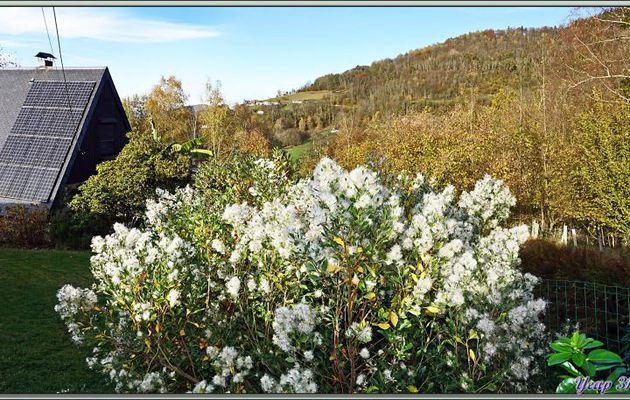 Baccharis, Séneçon en arbre, Bacchante de Virginie, Faux-cotonnier, Consumption-Weed, Coyote Bush (Baccharis halimifolia) - Lartigau - Milhas - 31