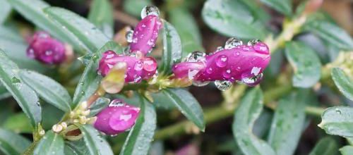 l'éveil de la nature au jardin