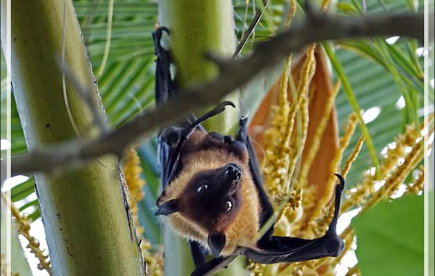 Chauve-souris géante d'Inde, Roussette, Renard volant, Flying fox, (Pteropus giganteus) - Moofushi - Atoll d'Ari - Maldives 