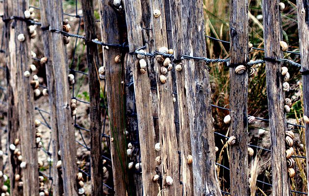La gironde aux escargots - La Couarde - Ile de Ré - 17 