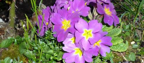 Fleurs et oiseaux