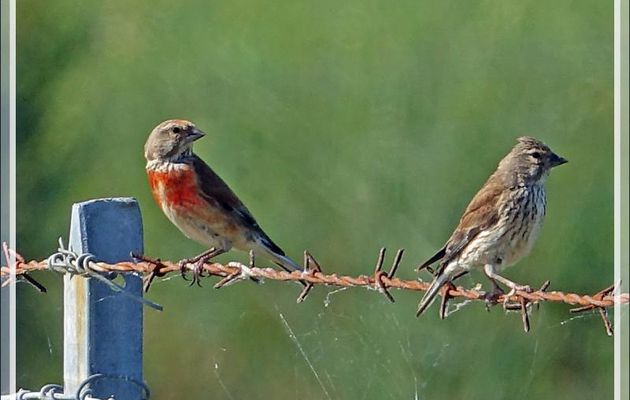 Couple de Linottes mélodieuses, Common Linnet (Linaria cannabina) - Ars-en-Ré - Île de Ré - 17