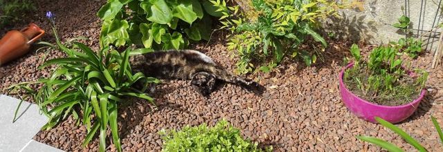 Dimanche c'est chat au jardin