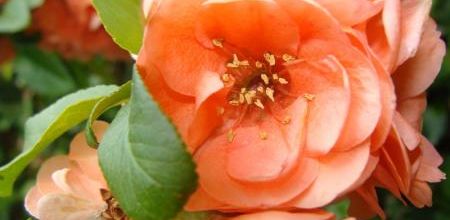 le cognassier du japon du jardin
