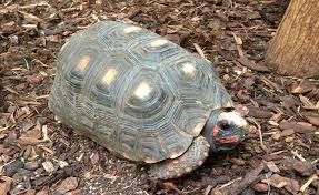 L'intelligence des tortues.