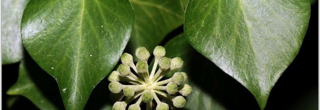 Lierre (1) - Lierre Grimpant - Lierre Commun / Hedera helix - Feuilles et Fruits