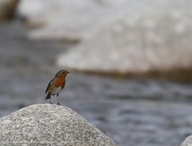 Rougegorge familier 