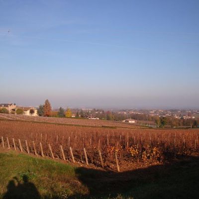 SAINT AMOUR DANS LE RHÖNE