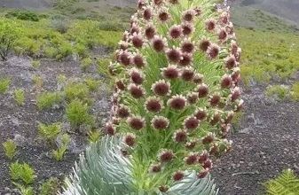 La fleur de patience ... 