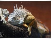 Iguanes Verts - Iguana iguana