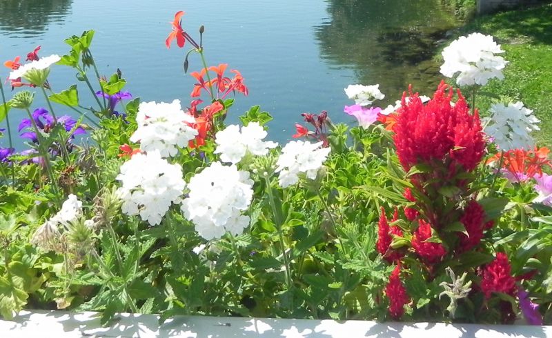 quelques fleurs !