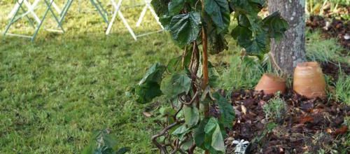 'Corylus avellana 'Red Majestic'