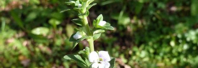 Veronica serpyllifolia  -  véronique à feuilles de serpolet