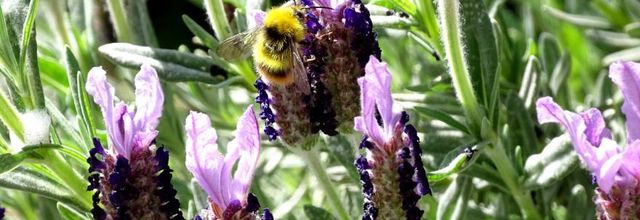 Insectes du Jardin en mai 2022